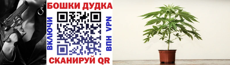 как найти наркотики  Велиж  Шишки марихуана конопля 
